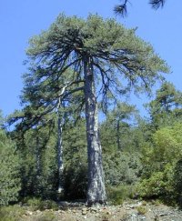 Pouziari - black pine Pinus nigra